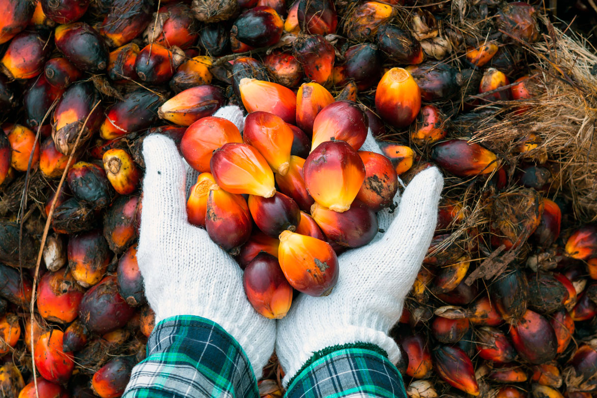 Плоды из которой добывают масло пальмовое